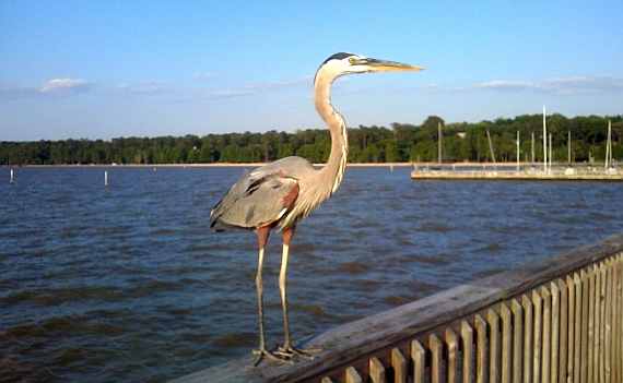Heron photo by David Spies