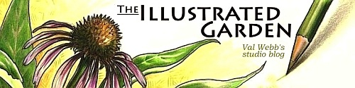 Illustrated Garden