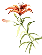 Illustrated Garden orange lily