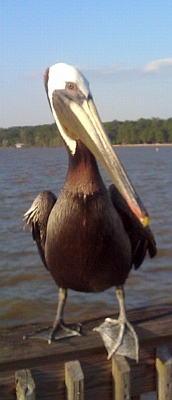 paul pelican on pier