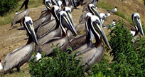 Mobile Baykeeper's Pelican