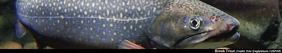 U.S. Fish & Wildlife