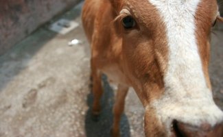 ARC for All Beings