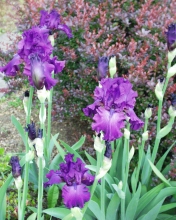 bloom